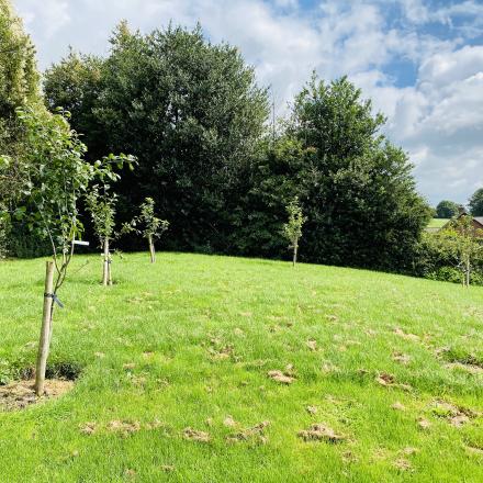 Orchard 2 July 20